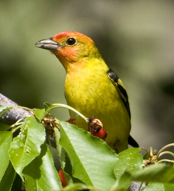 DSC_0061 western tanager on bing cherry tree top en az.jpg