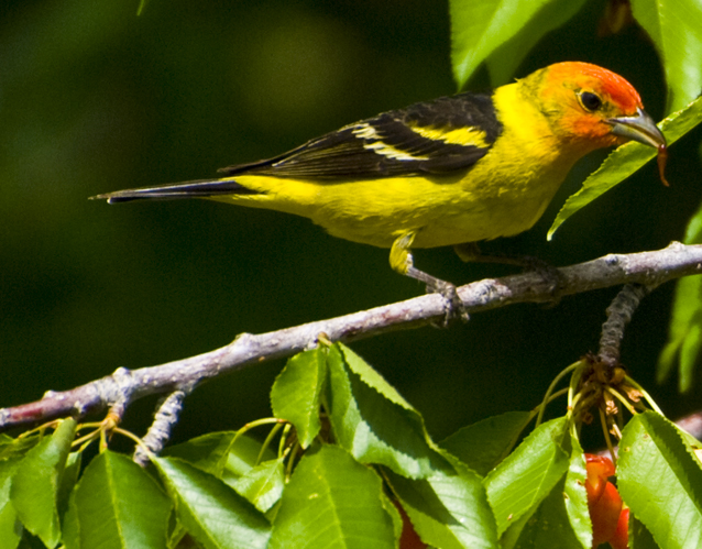 DSC_0069 western tanager with bing cherry in beak en az.jpg