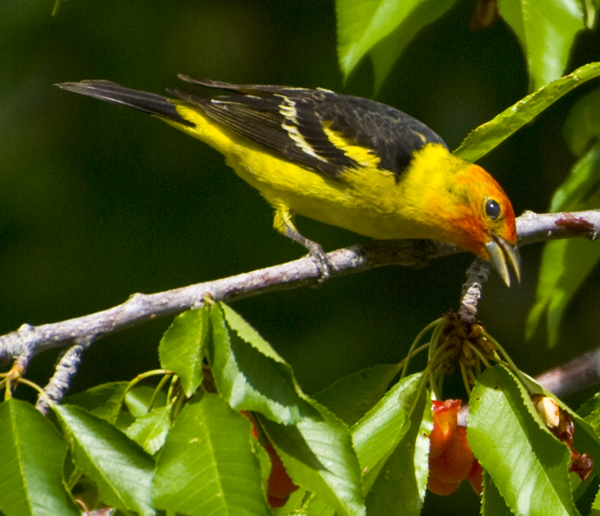 DSC_0072 western tanager on bing cherry tree en az.jpg