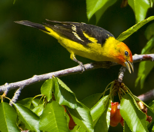 bing cherry tree pictures. western tanager