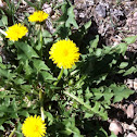 Common Dandelion