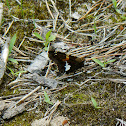 Silver-spotted Skipper