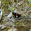 Silver-spotted Skipper