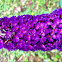 Butterfly Bush