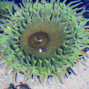 Giant green anemone