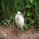 Little Egret