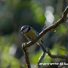 Blue Tit