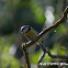 Blue Tit
