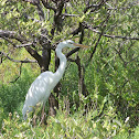 Great Blue Heron (white phase)