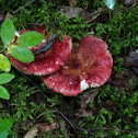 Lichen
