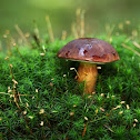 Bay Bolete
