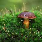 Bay Bolete