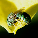 Sweat Bee
