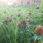 Red Clover