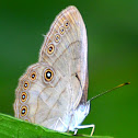 Appalachian Brown
