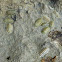 Fuzzy Chiton