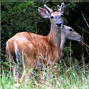 White-tail Deer