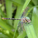 Lancet Clubtail