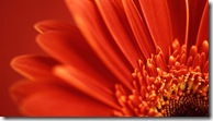 vista-wallpaper-flower