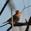 House Finch