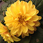 Dahlia