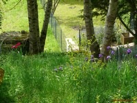 [T52008avriltulipesiris5.jpg]