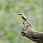Grey-backed Shrike