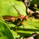 Wasp