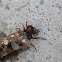 Caddisfly larva