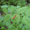 Ringed Horn Assassin Bug
