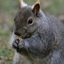 Gray Squirrel