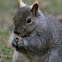 Gray Squirrel
