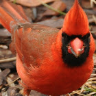 Northern Cardinal Male