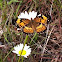 Silvery Checkerspot