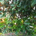 Magnolia