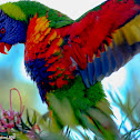 Rainbow Lorikeet