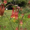 eastern red columbine