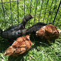 Chickens