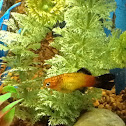 Sunburst platy