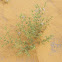 Fagonia Tenuifolia