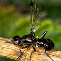 Ant-mimic fly