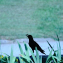 Common Raven (Crow)