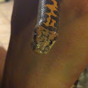 Kenyan Sand Boa