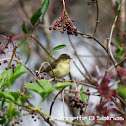 Willow Warbler