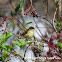 Willow Warbler