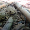 American toad