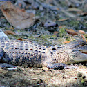 Alligator