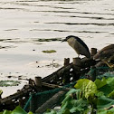 Black-crowned Night Heron