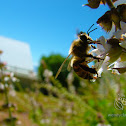 Honey Bee
