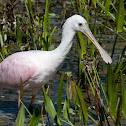 Roseate Spoonbill